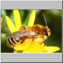 Dasypoda hirtipes - Hosenbiene x m02 - Sandgrube Heidesee OS-Bad Laer.jpg